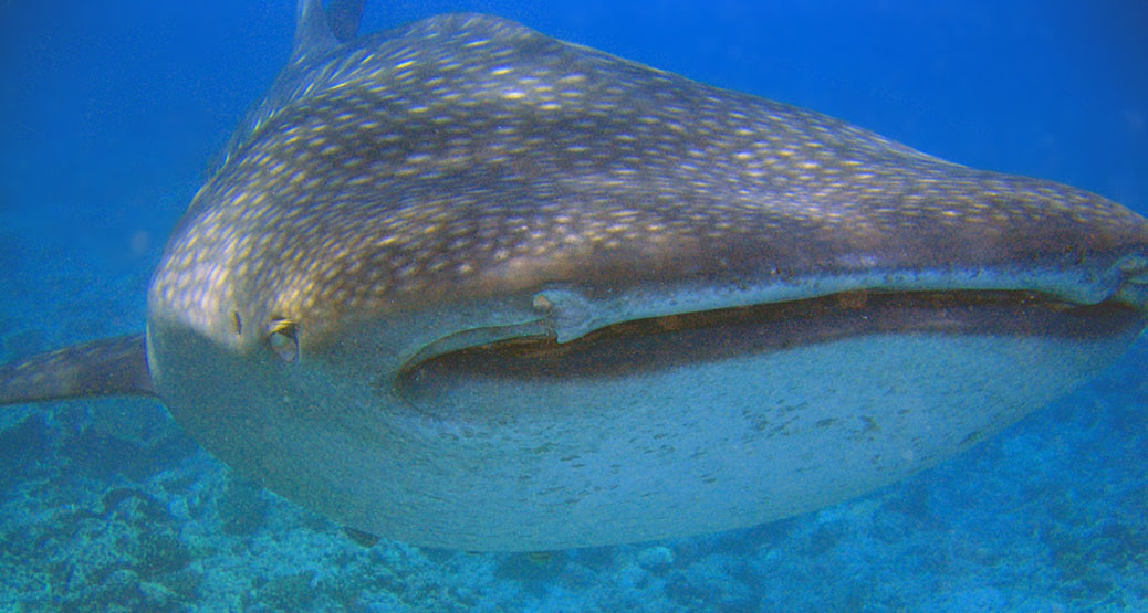2005 Vilamendhoo