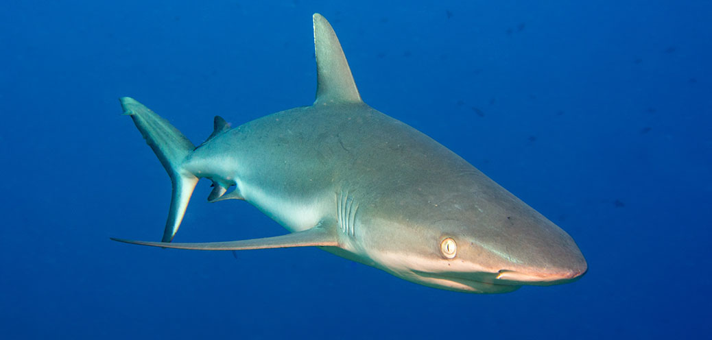 Palau 2013
