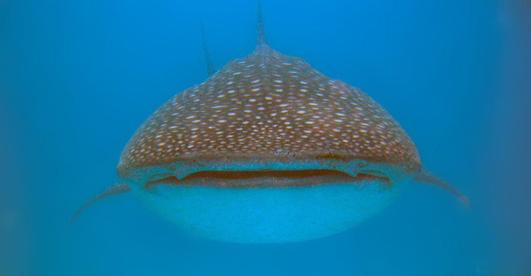2008 Vilamendhoo