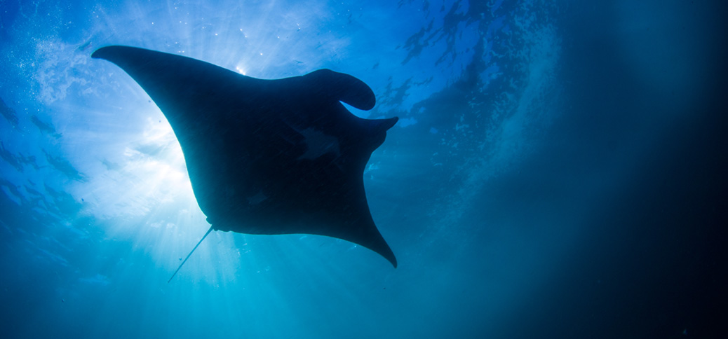 Komodo, Indonesien