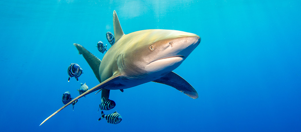 2015 Golden Dolphin 3